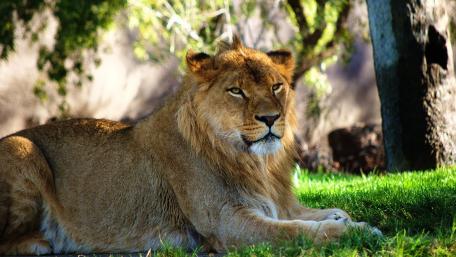 Majestic Lion Relaxing in Nature wallpaper