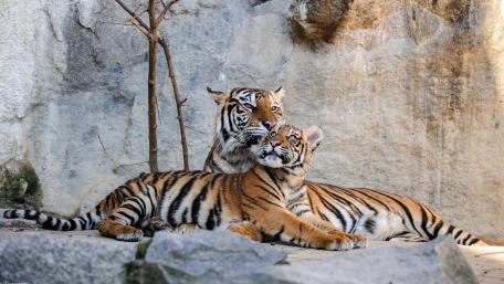Majestic Tigers in Their Natural Habitat wallpaper