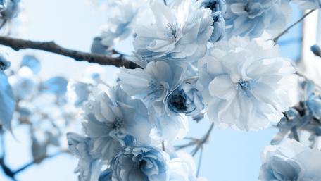 Serene Blossoms in Pale Blue Hue wallpaper