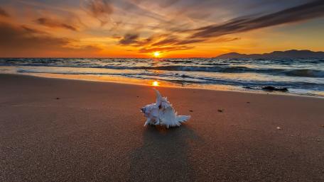 Serene Sunset and Shell by the Shore wallpaper