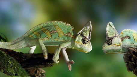 Chameleons in Vibrant Green Habitat wallpaper