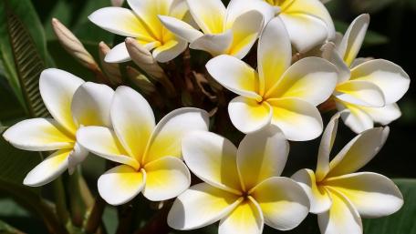 Radiant Yellow Plumeria Blooms Brighten Your Space wallpaper