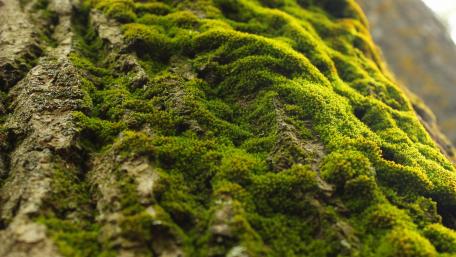 Lush Green Moss on Tree Bark for Nature Lovers wallpaper