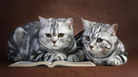 Curious Cats Enjoying a Good Book wallpaper