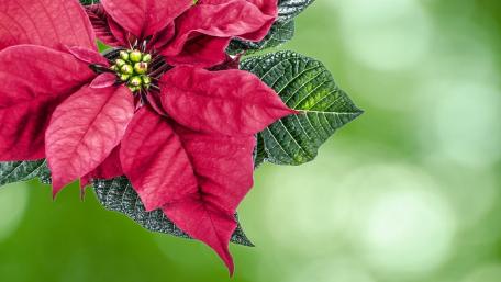 Vibrant Poinsettia Beauty in Nature’s Embrace wallpaper