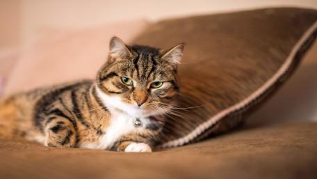 Charming Cat Relaxing on a Cozy Couch wallpaper