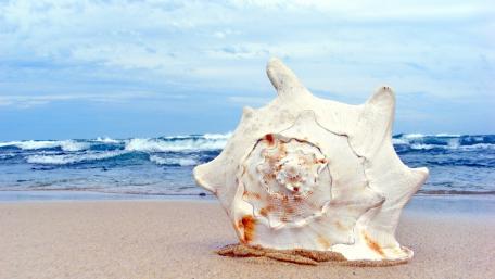 Serene Seashell on Tranquil Beach Shore wallpaper