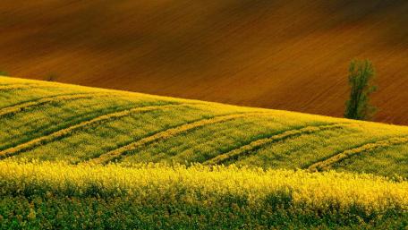 Golden Fields of Rapeseed Blooming Under the Sunlight wallpaper