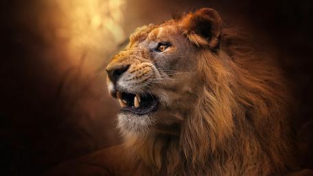 Majestic Lion Roaring in the Wild wallpaper