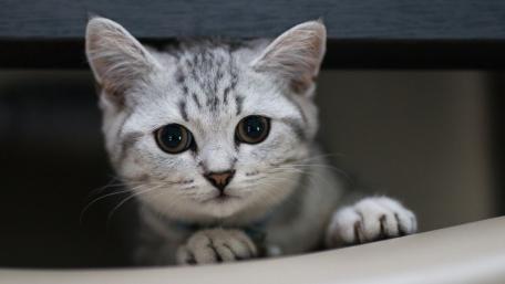 Curious Kitten Peeking Out wallpaper
