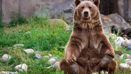 Majestic Grizzly Bear in a Natural Setting wallpaper