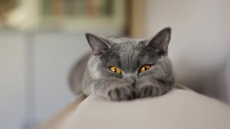Charming Chartreux Cat Relaxing at Home wallpaper