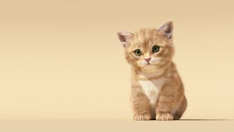 Adorable Kitten on a Soft Background wallpaper
