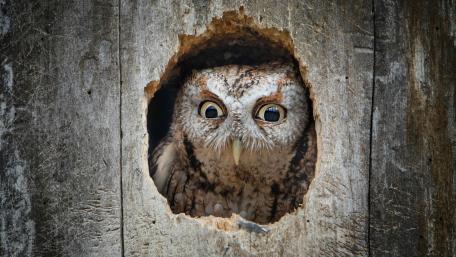 Majestic Eastern Screech Owl Peering from Tree Hollow wallpaper