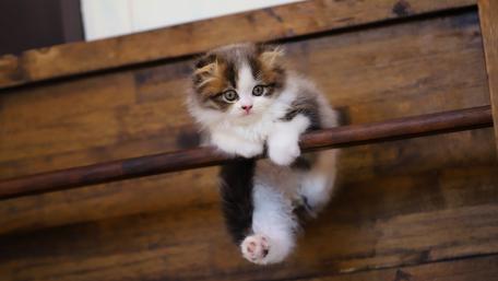 Adorable Kitten Hanging Playfully on a Bar wallpaper