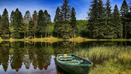 Serenity in the Swamp wallpaper