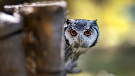Mystical Owl Peering from Its Hideaway wallpaper