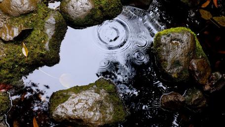 Tranquil Reflections in a Rainy Puddle wallpaper