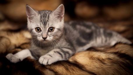 Adorable Grey Kitten on Soft Fur Blanket wallpaper