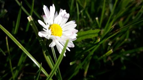 Delicate Daisy in Nature's Embrace wallpaper