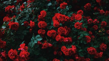 Vibrant Red Garden Rose Delight wallpaper