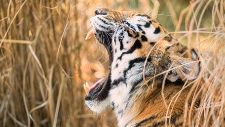 Tiger's Fierce Roar in the Wild wallpaper