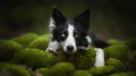 Charming Border Collie in Nature Scene wallpaper