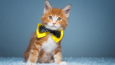 Dapper Ginger Cat in Bow Tie Wallpaper wallpaper