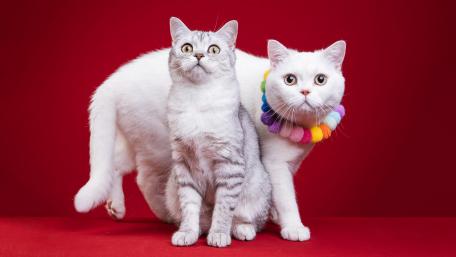 Adorable Cats on a Bold Background wallpaper