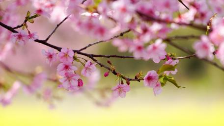 Springtime Serenity in Blossom Artistry wallpaper
