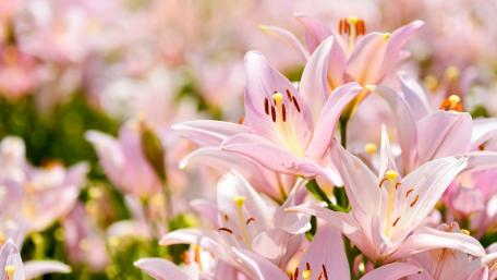 Delicate Pink Lilies in Bloom wallpaper