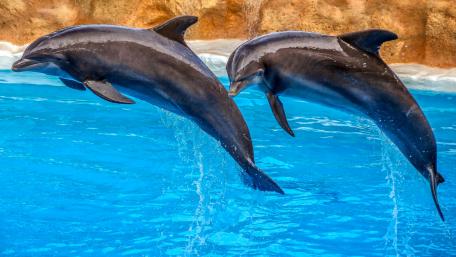 Dolphins Leaping in Crystal Clear Waters wallpaper