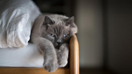 Cozy Cat Stretching on a Bed wallpaper
