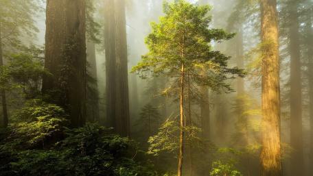 Majestic Forest Serenity in Misty Morning Light wallpaper