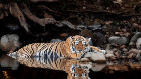 Majestic Tiger by the Water's Edge wallpaper