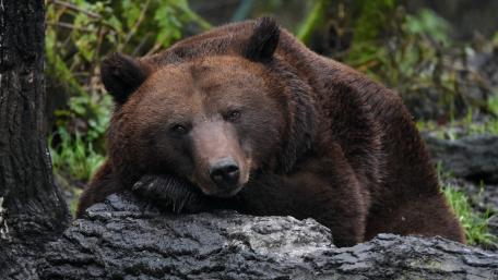 Majestic Brown Bear Relaxing in Nature wallpaper