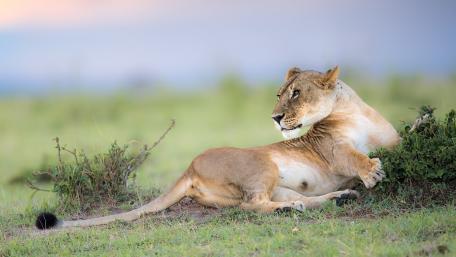 Majestic Lioness in Serenity wallpaper