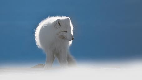 Majestic Arctic Fox in Winter Wonderland wallpaper