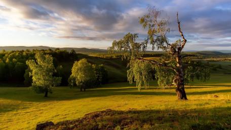 Tranquil Landscape with Majestic Trees wallpaper