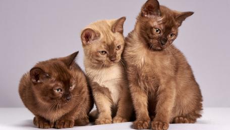 Charming Balinese Kittens in Playful Poses wallpaper