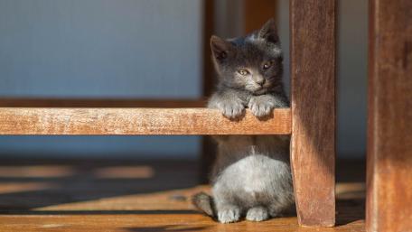Charming Kitten Enjoys a Quiet Moment wallpaper