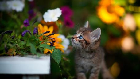 Curious Kitten in a Colorful Garden wallpaper