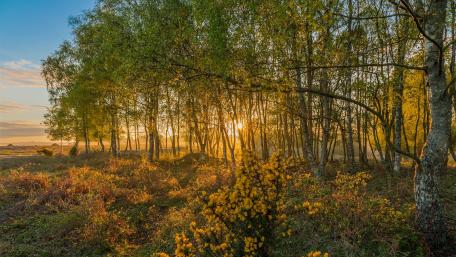 Golden Autumn Glow in the Forest wallpaper