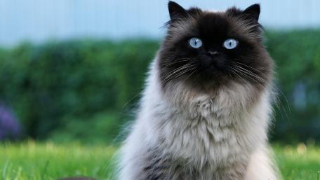 Himalayan Cat in Lush Greenery wallpaper