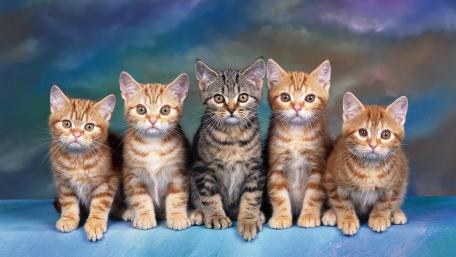 Charming Collection of Tabby Kittens wallpaper