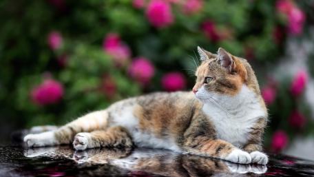 Charming Cat Relaxing Amidst Blooms wallpaper