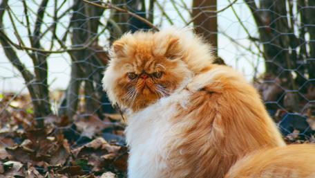 Grumpy Ginger Persian Cat Wallpaper wallpaper