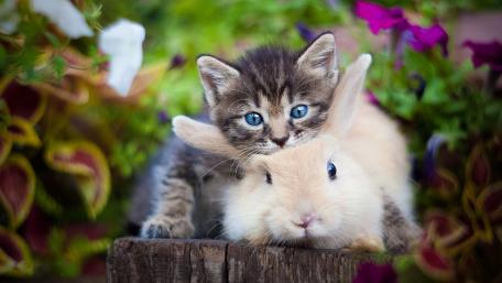 Adorable Cat and Rabbit Friendship Wallpaper wallpaper