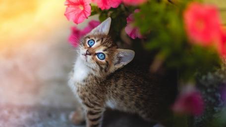 Curious Kitten Among Flowers wallpaper