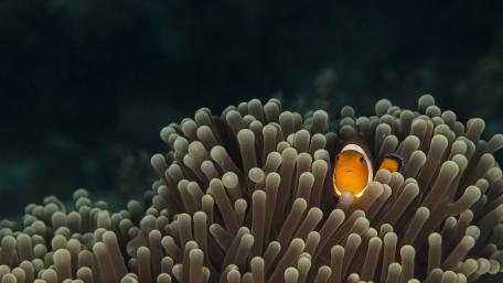 Sea anemone with a clownfish wallpaper